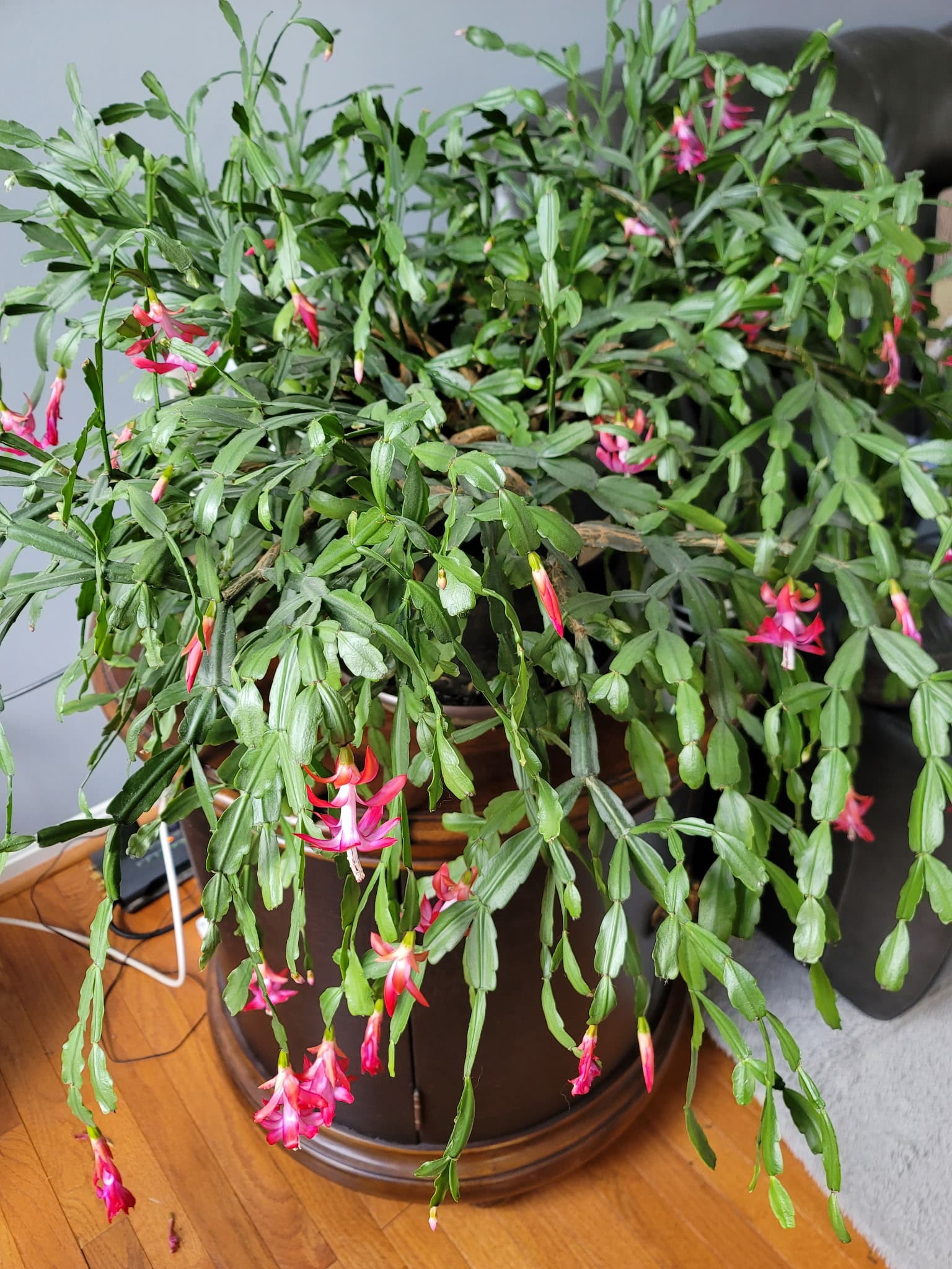 Mature pink Christmas cactus in full bloom, cascading from its pot